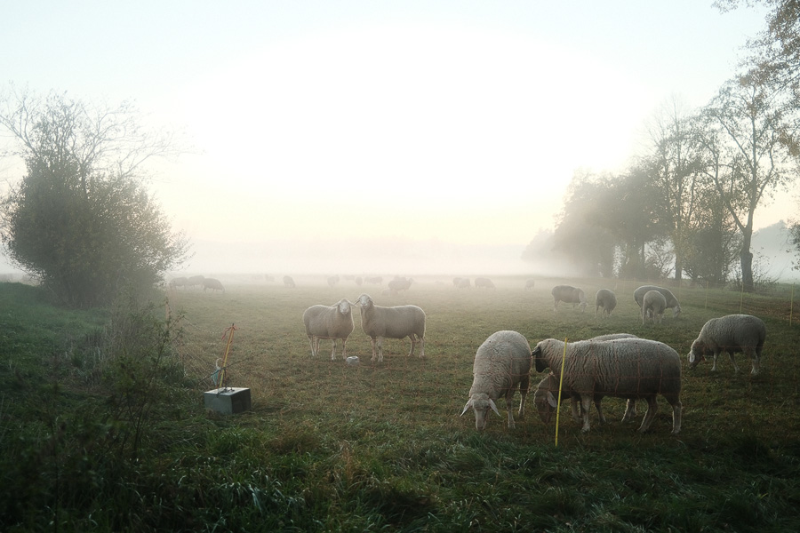 DLF 3 Jahre Fuji X100V - Ein Erfahrungsbericht