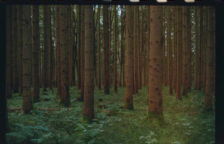 Analoge Fotografie – Wald