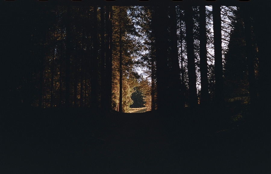 Analoge Fotografie – Wald